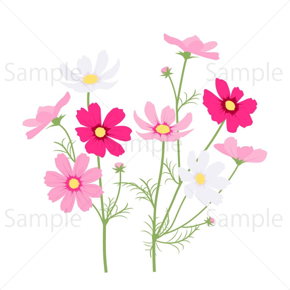 赤、ピンク、白のコスモスのイラスト素材