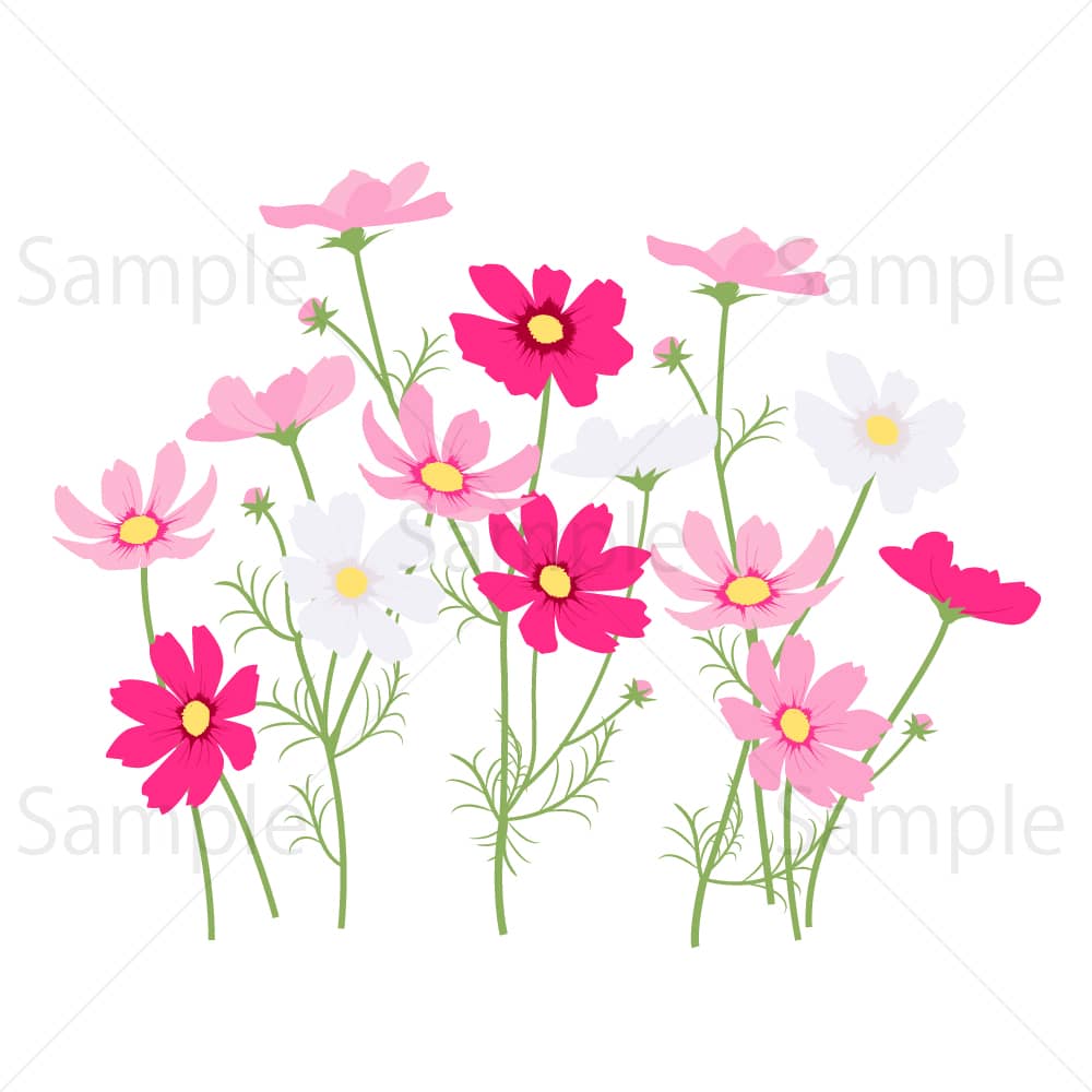赤、ピンク、白のコスモスのイラスト素材