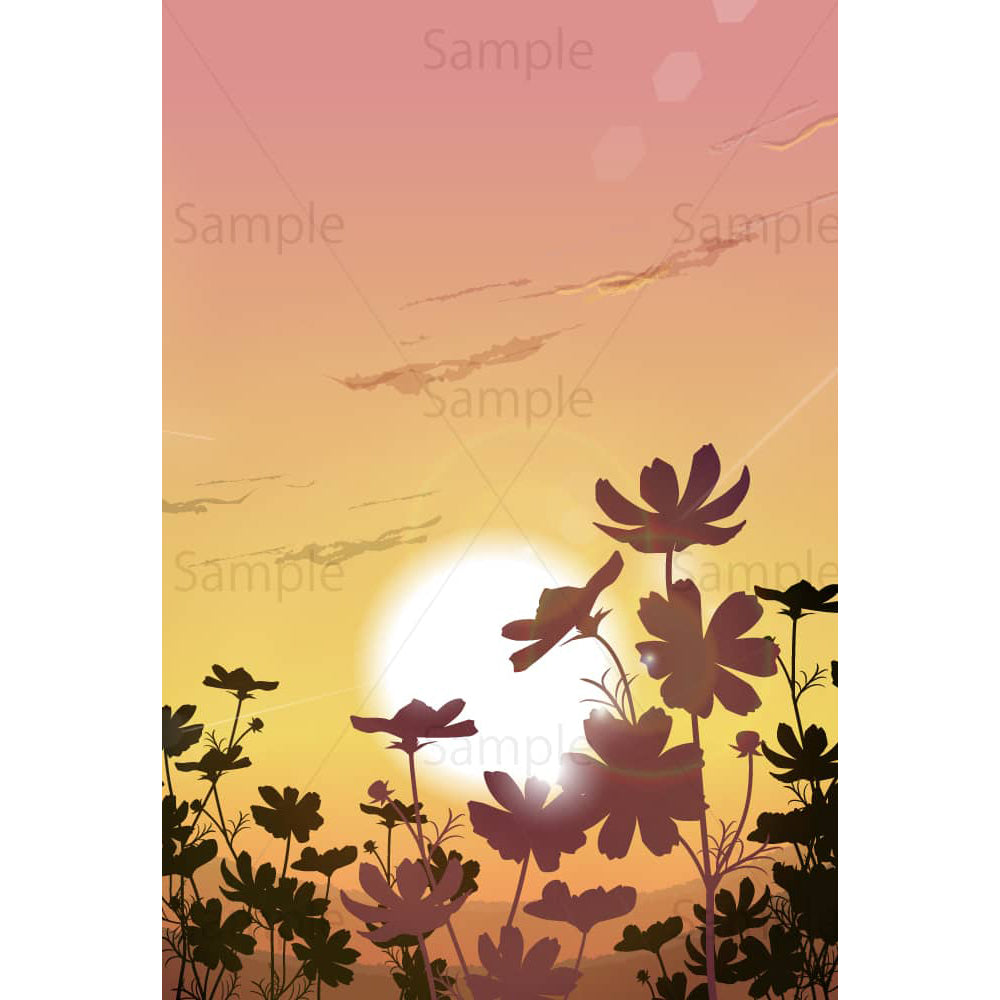 夕暮れ時のコスモス畑