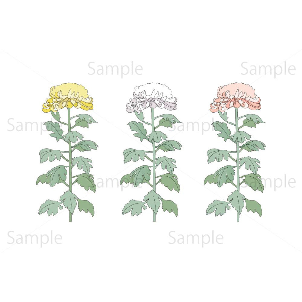 黄色・白・ピンクの大菊(背景透過)のイラスト素材