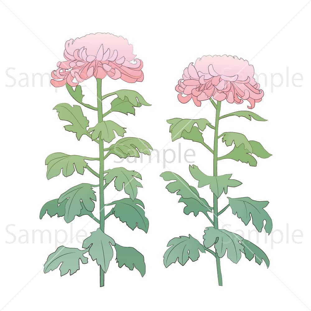 大菊 ピンク(線あり)のイラスト素材