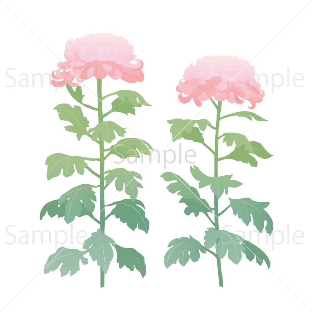 大菊 ピンク(線なし)のイラスト素材