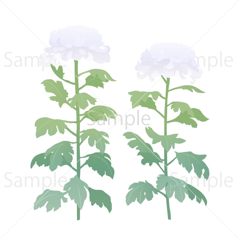 大菊 白(線なし)のイラスト素材