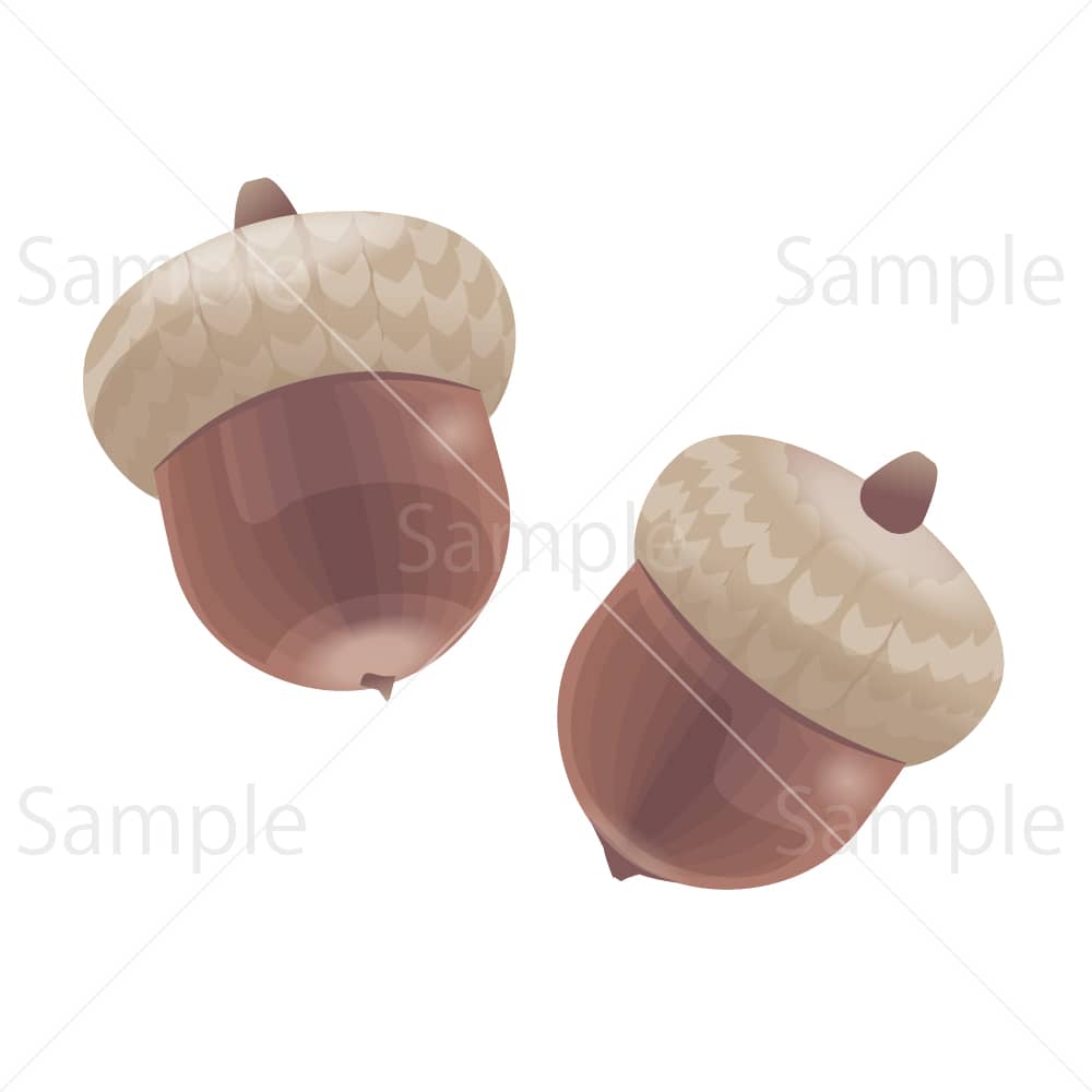 リアルなアカガシワのドングリのイラスト素材