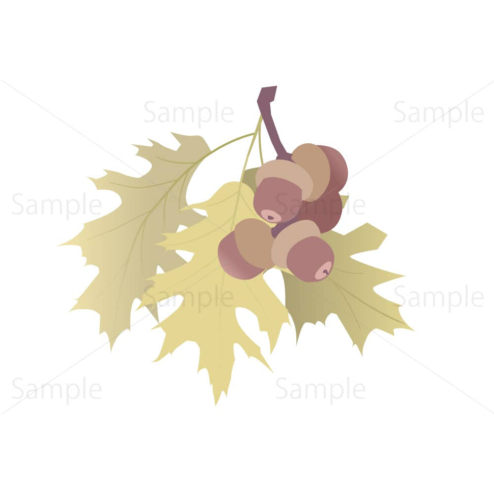 アカガシワの葉とドングリのイラスト素材