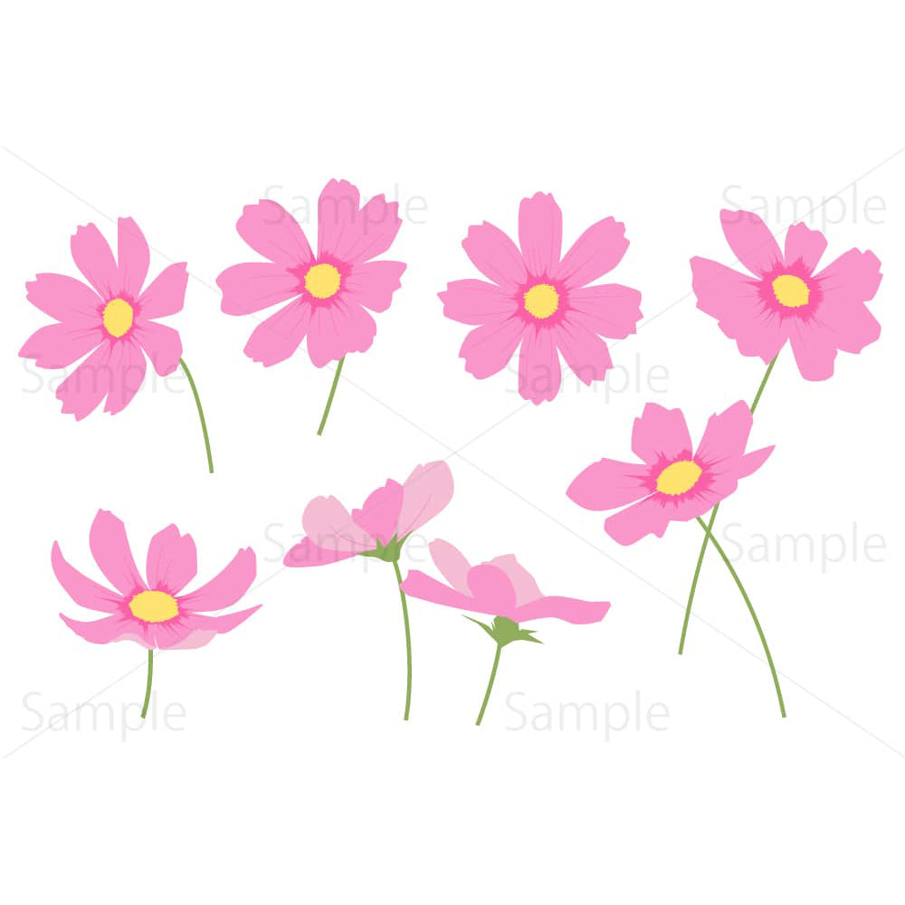 いろいろな向きのコスモスの花