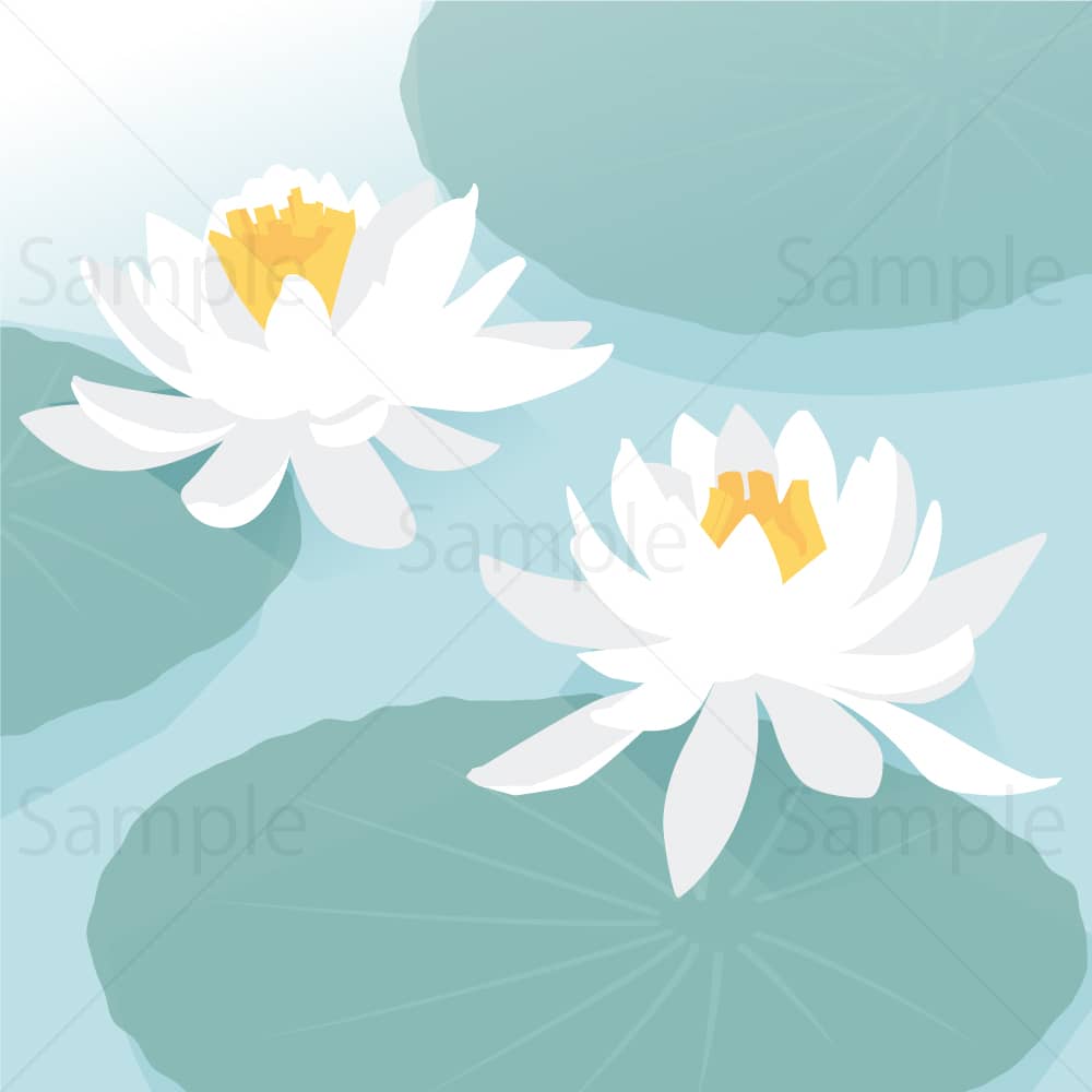 白の睡蓮2