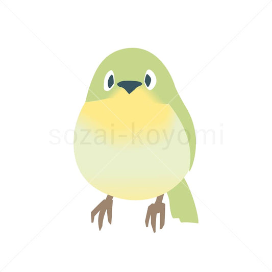 正面向きのメジロのイラスト素材