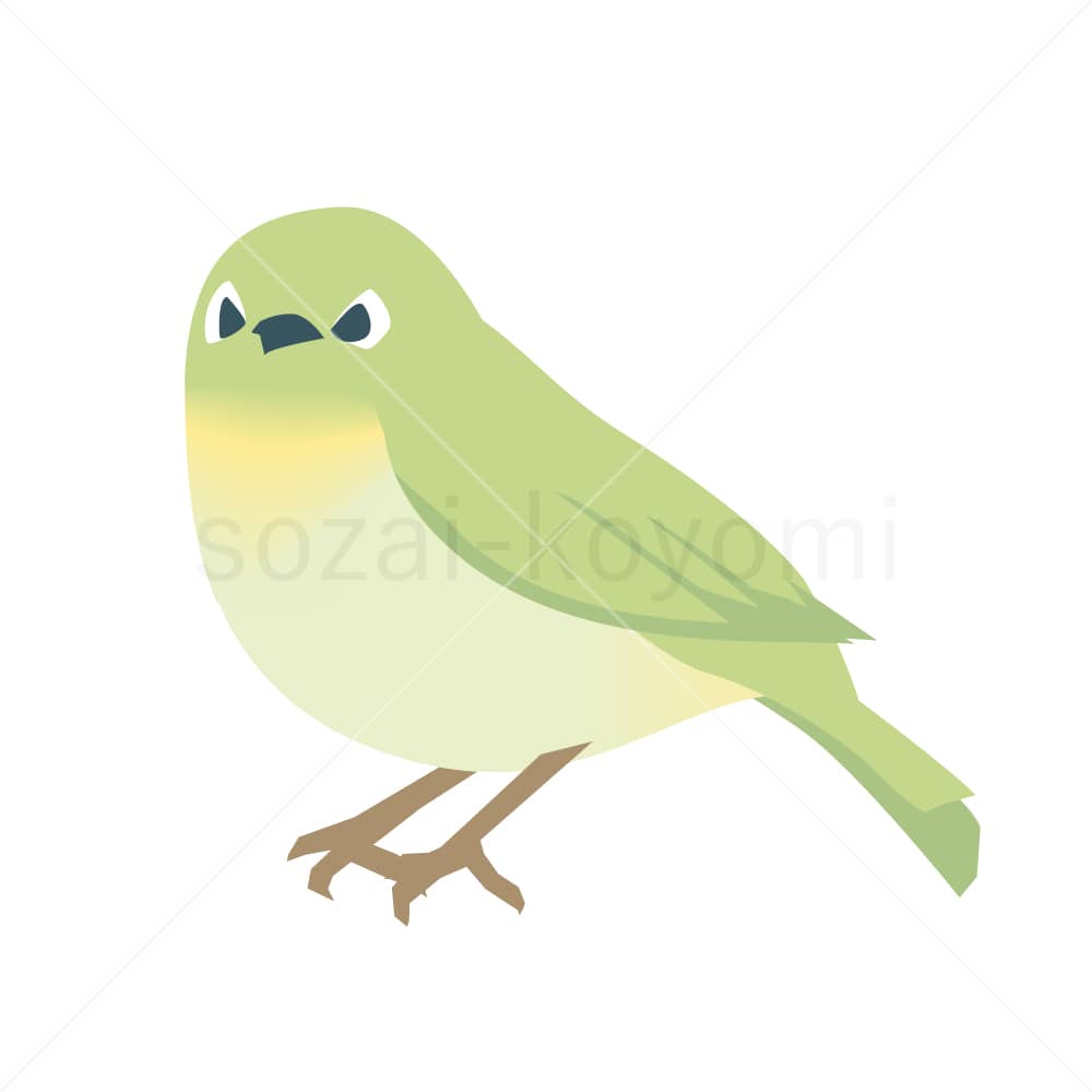正面顔のメジロのイラスト素材