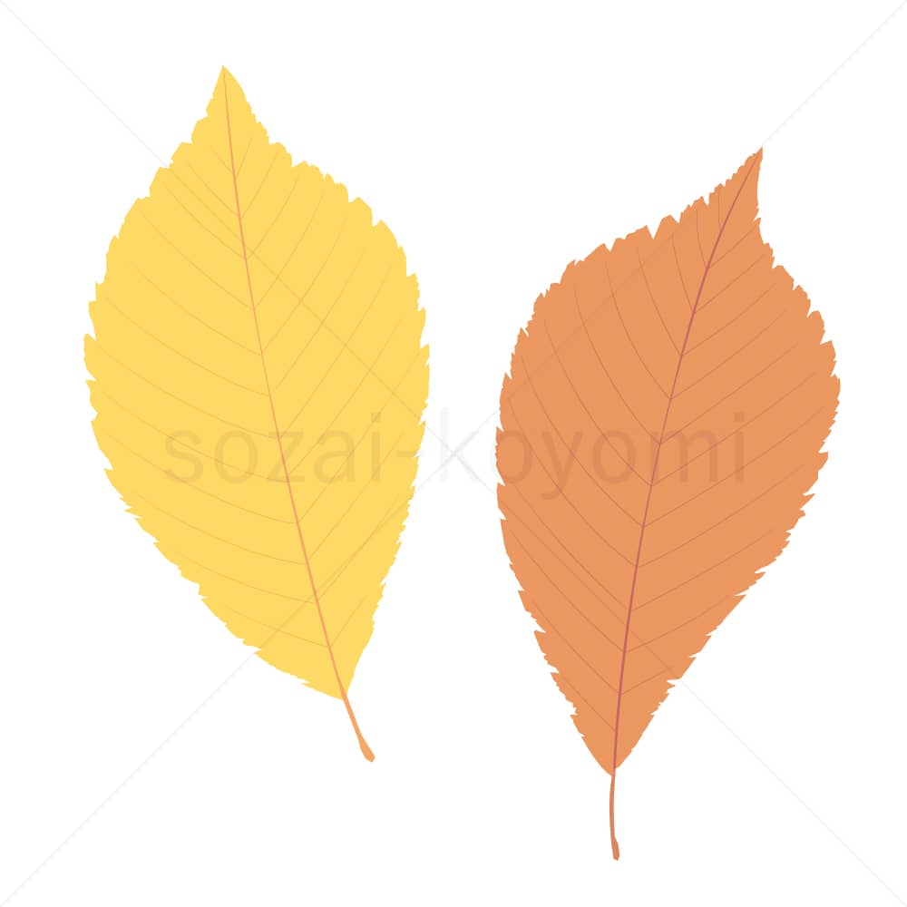 ハルニレの葉(フラット)のイラスト素材