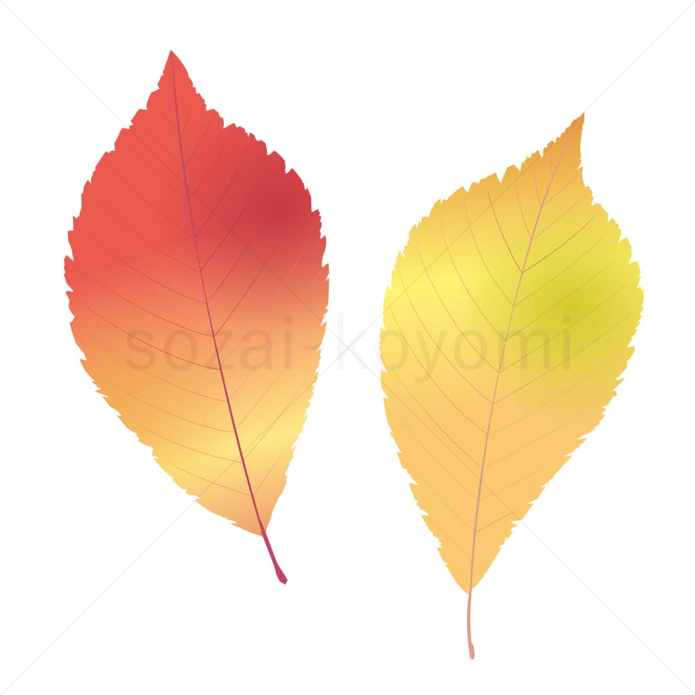 ハルニレの葉(グラデーション)のイラスト素材