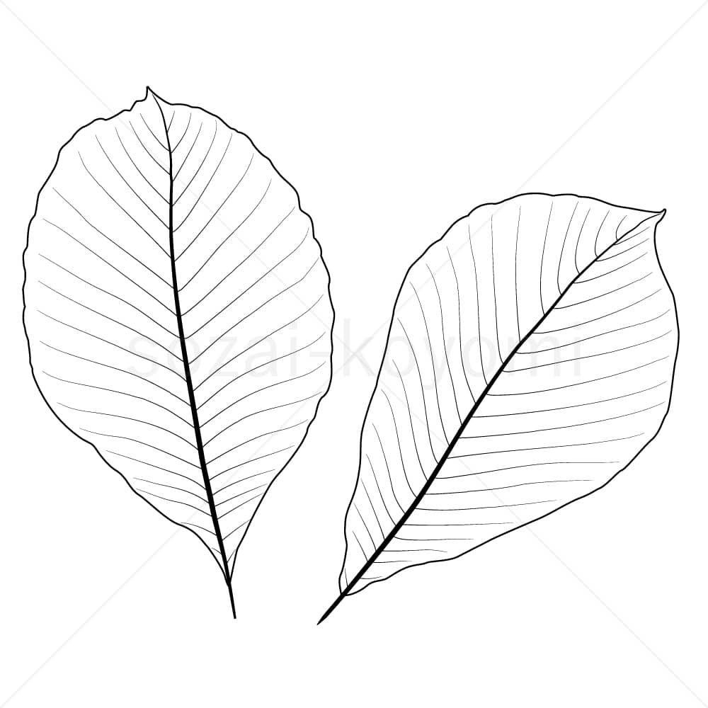トチノキの葉(線画)のイラスト素材