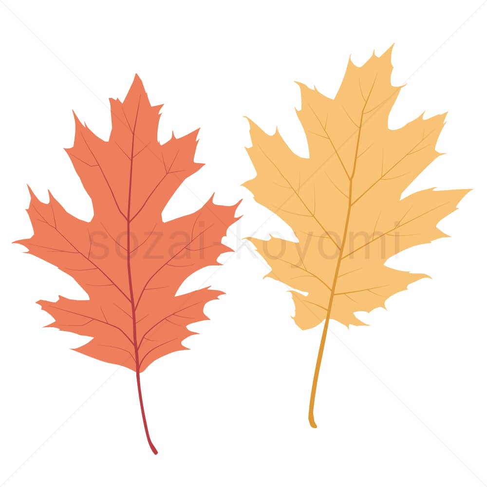 アカガシワの葉(フラット)のイラスト素材