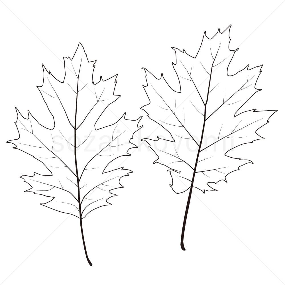 アカガシワの葉(線画)のイラスト素材