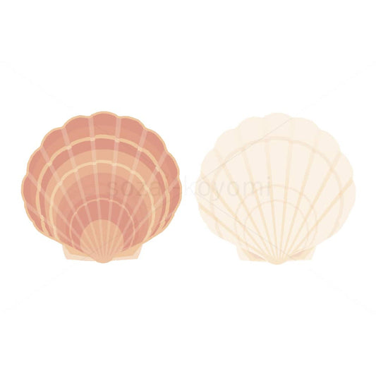 ホタテ貝のイラスト素材