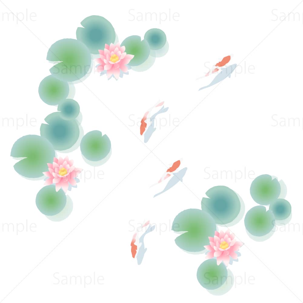 睡蓮の池と錦鯉のイラスト素材