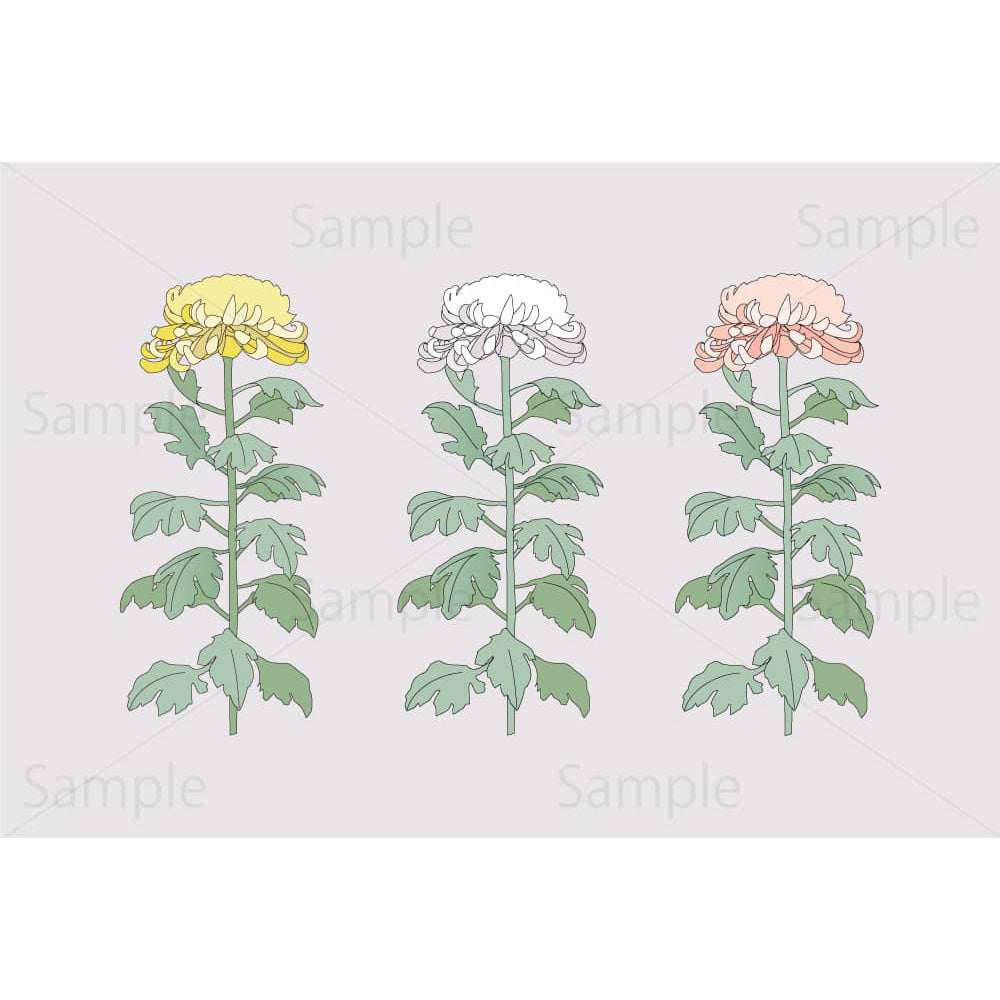 黄色・白・ピンクの大菊（背景あり）のイラスト素材