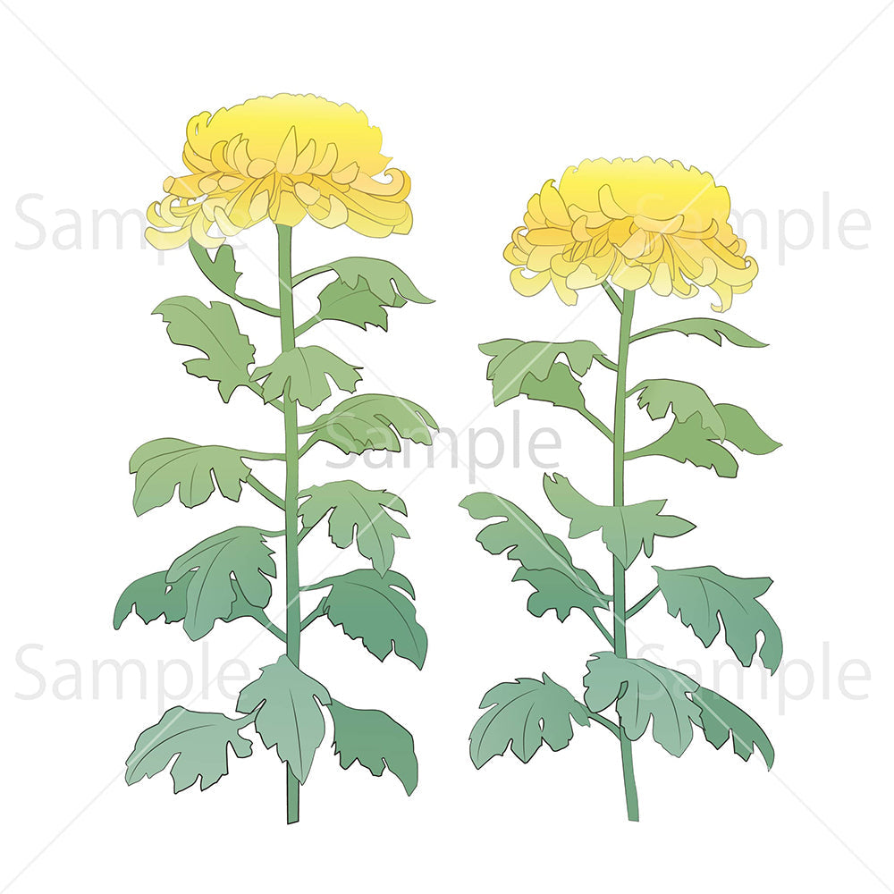 大菊　黄（線あり）のイラスト素材
