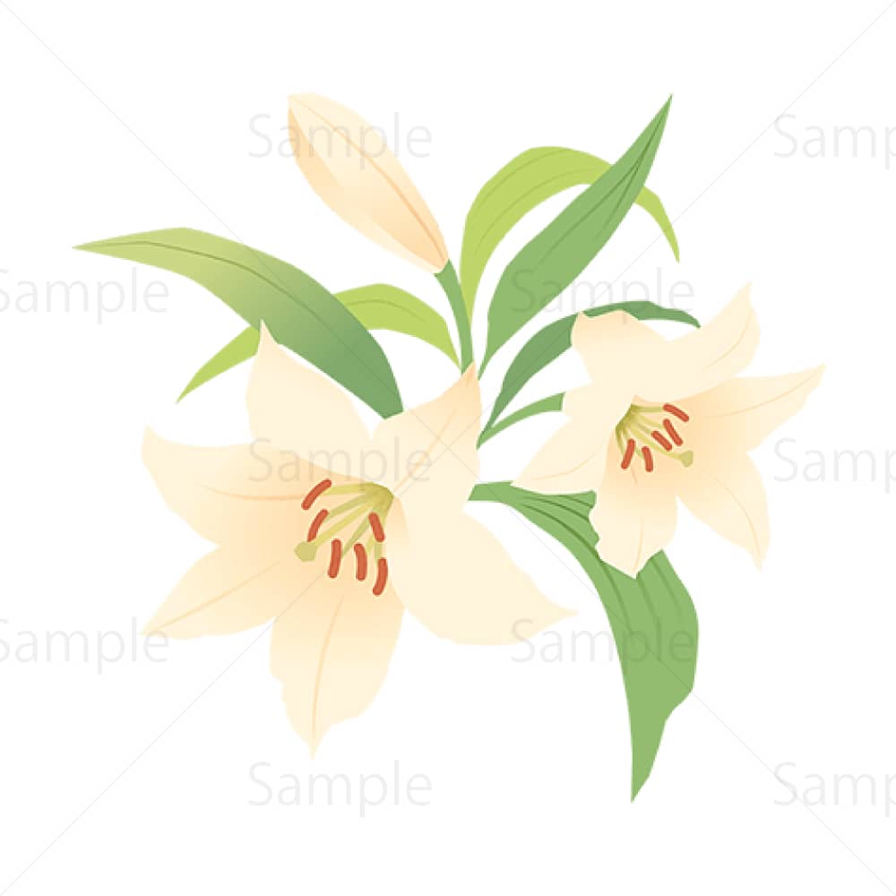 ユリの花 素材ごよみ