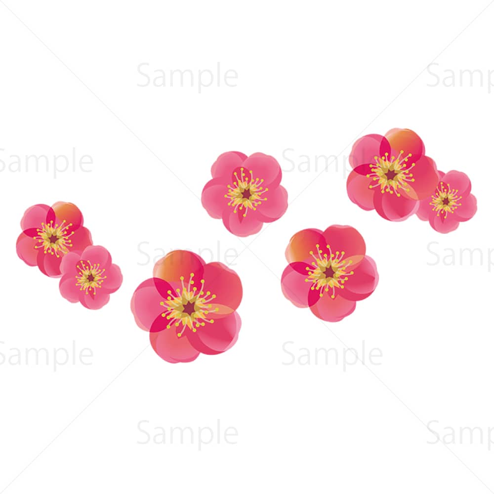 紅梅の花のイラスト素材