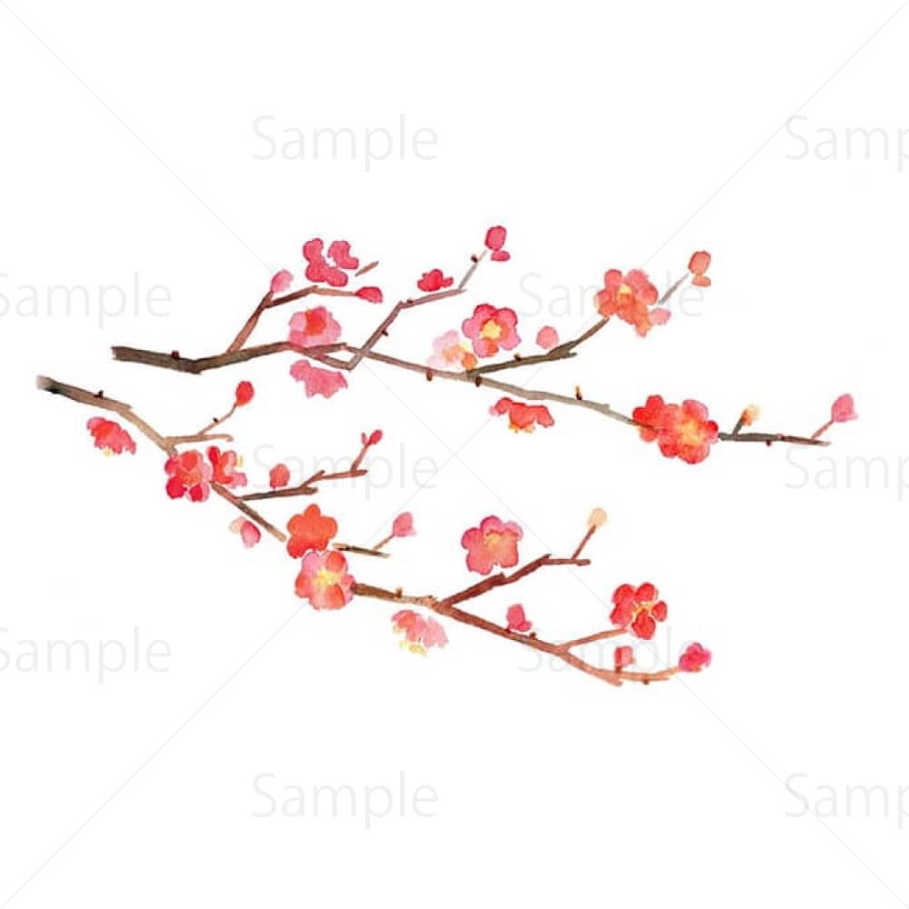 梅の花（水彩）のイラスト素材