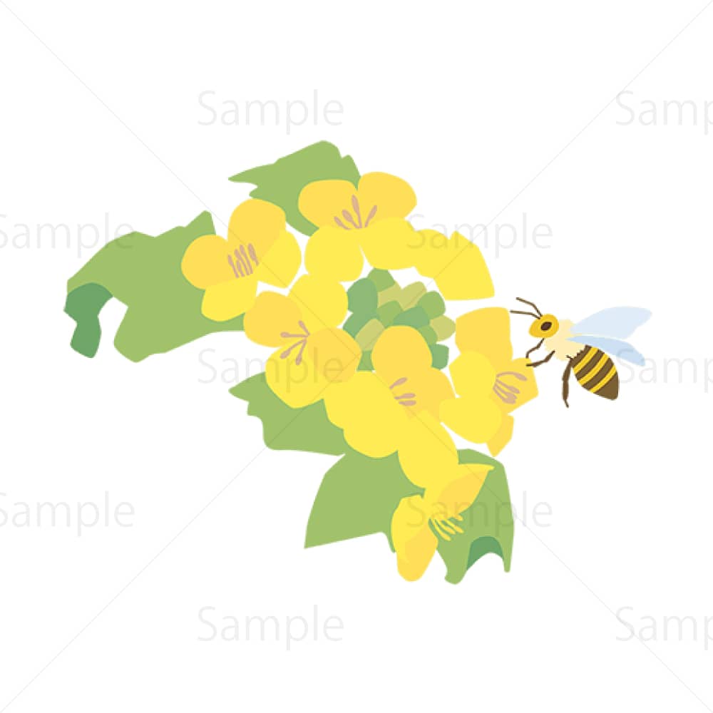 菜の花とミツバチのイラスト素材