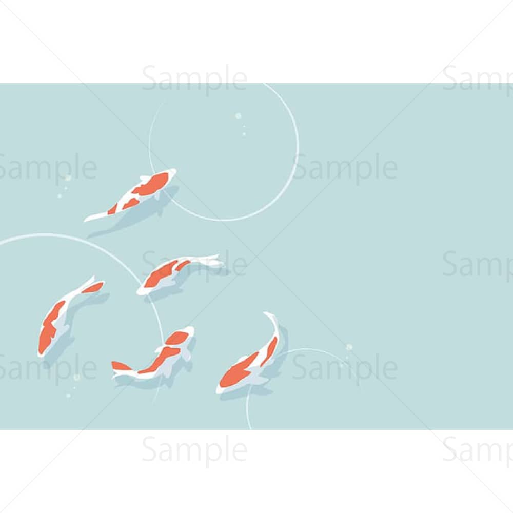 池で泳ぐ錦鯉のイラスト素材