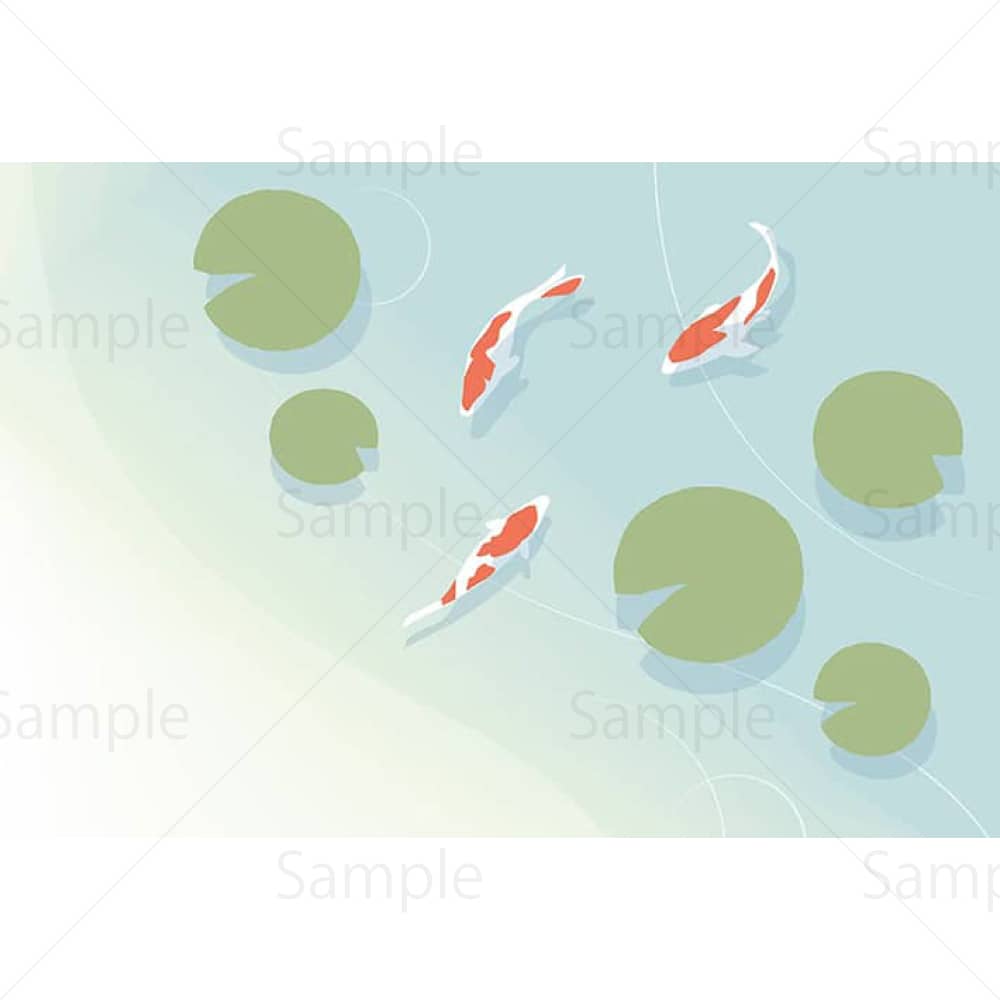 睡蓮の池で泳ぐ錦鯉のイラスト素材