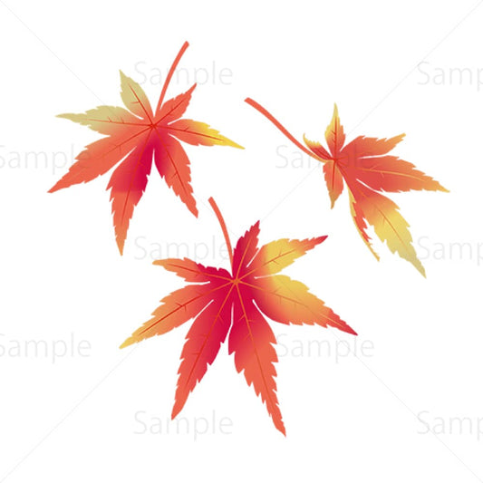 色変わり中のもみじの葉のイラスト素材