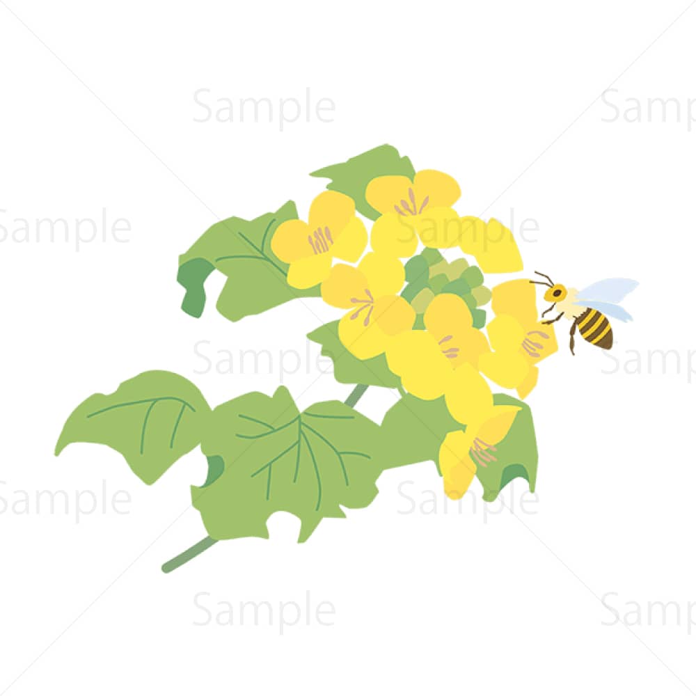 菜の花とミツバチ2のイラスト素材
