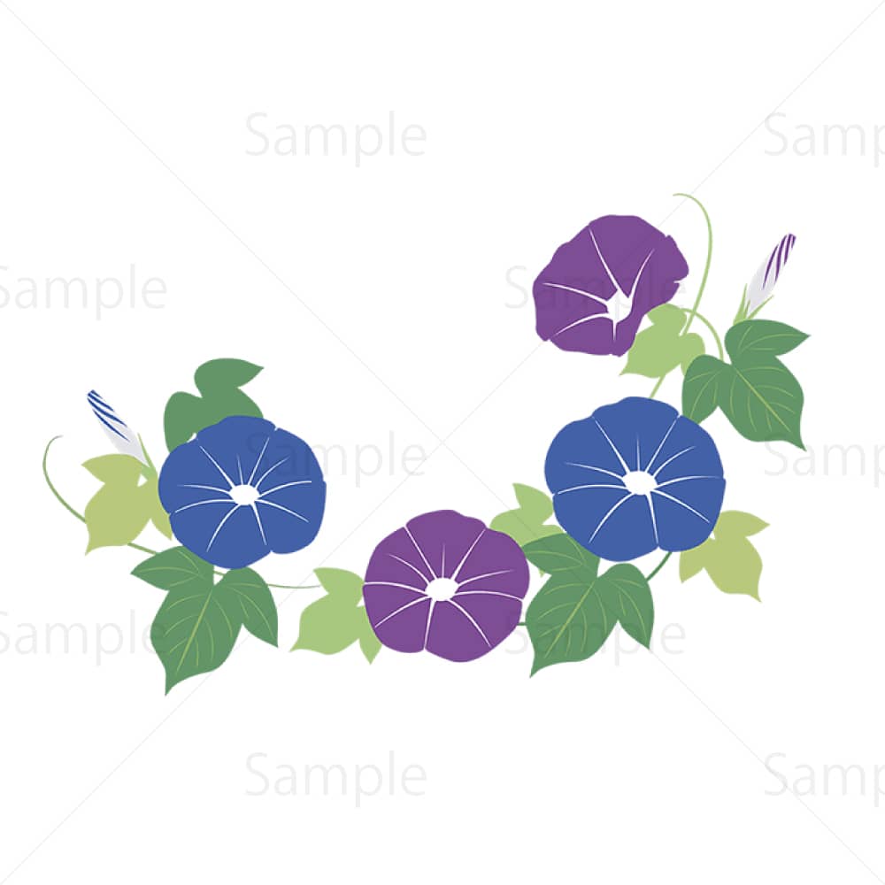 青と紫のアサガオのイラスト素材