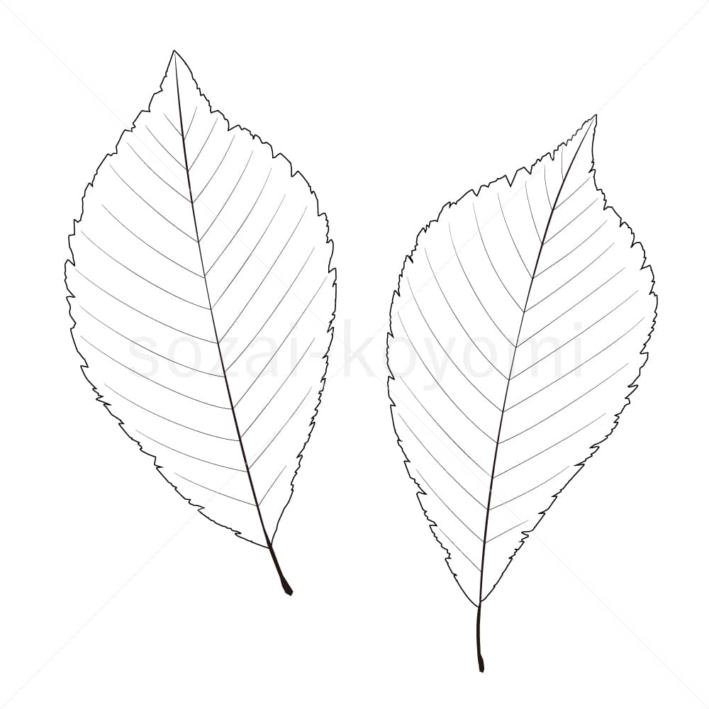 ハルニレの葉（線画）のイラスト素材
