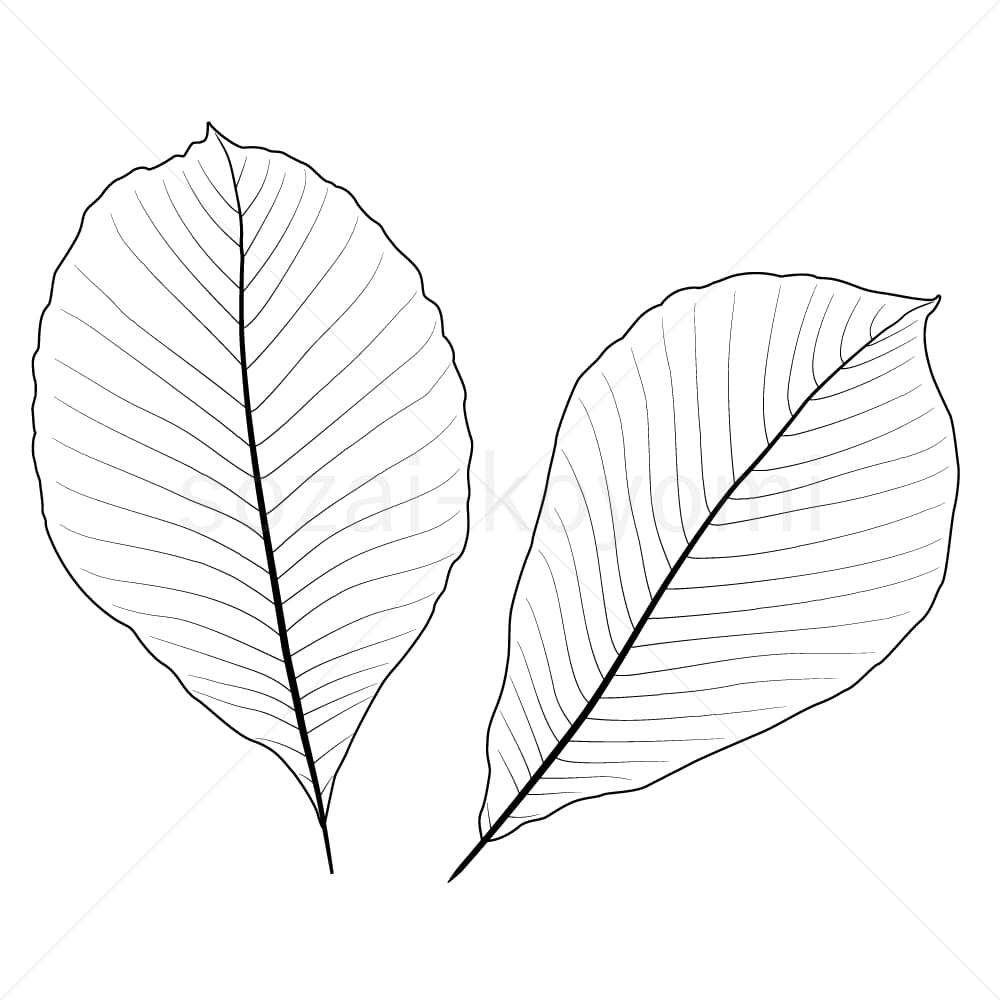 トチノキの葉（線画）のイラスト素材