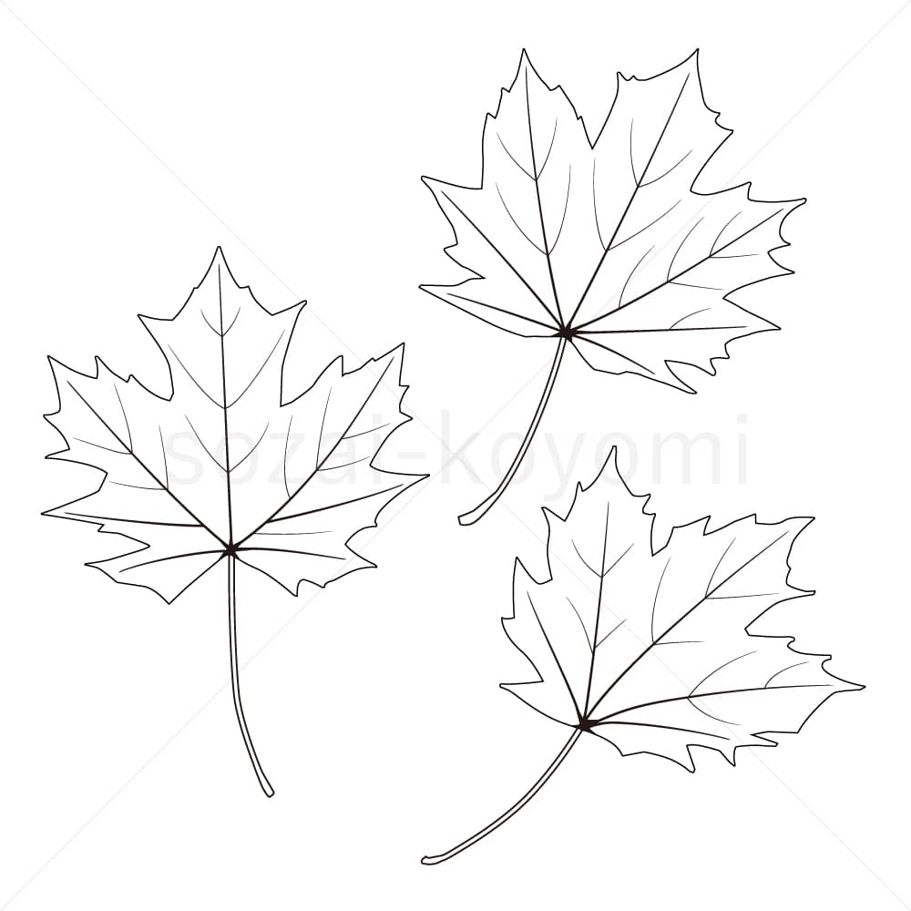 メープルツリーの葉（線画）のイラスト素材