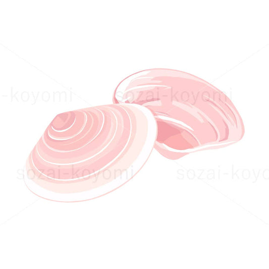 桜貝のイラスト素材