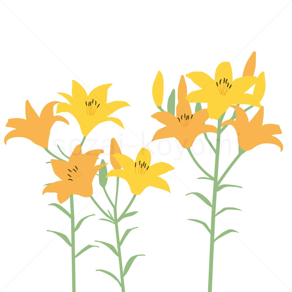 オレンジのユリの花のイラスト素材